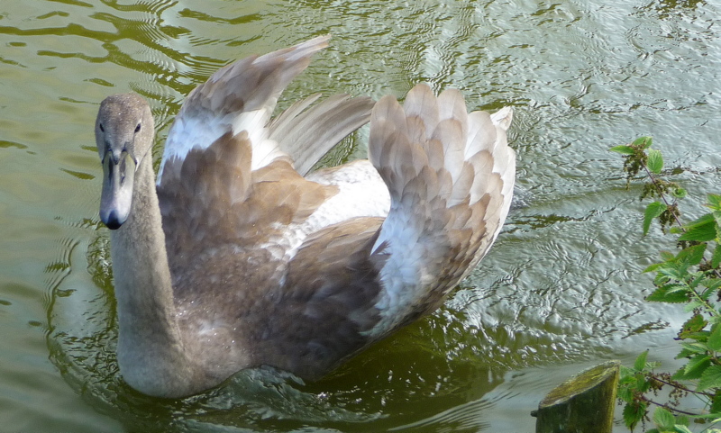 mein lieber Schwan