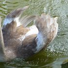 mein lieber Schwan