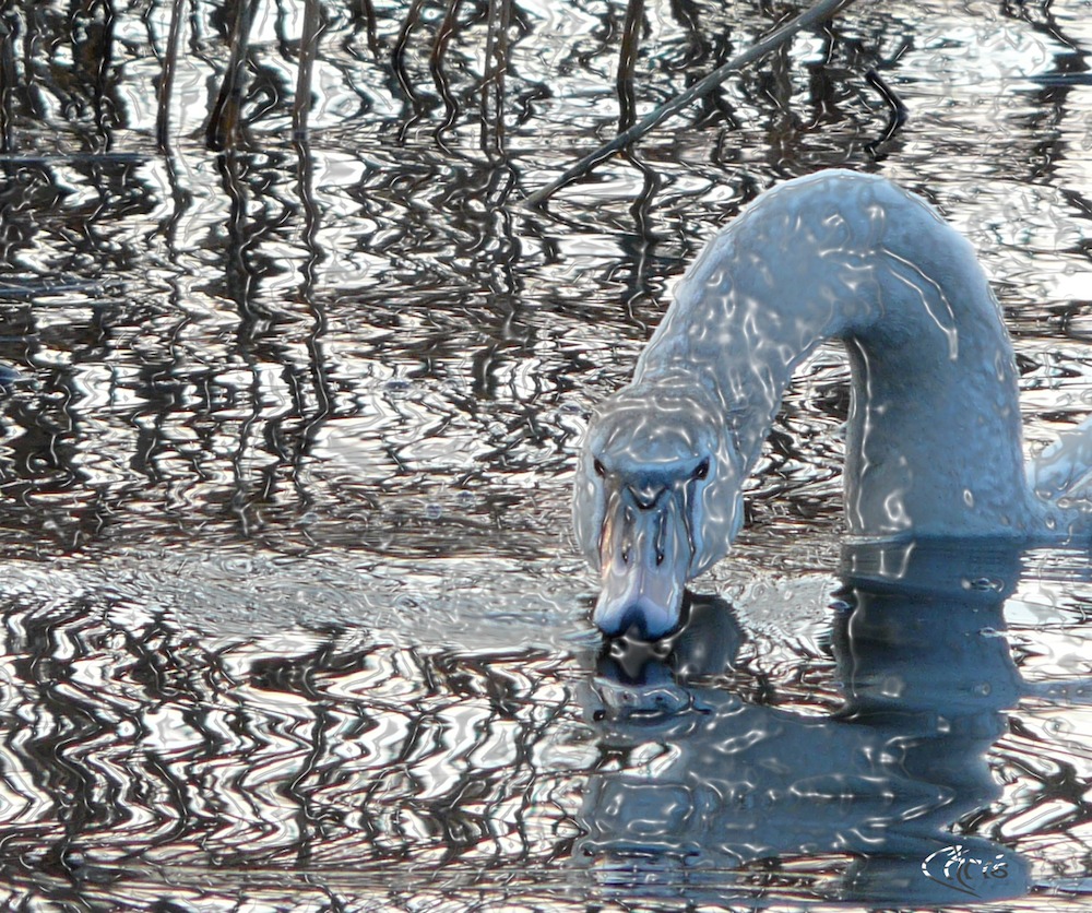 Mein lieber Schwan ...