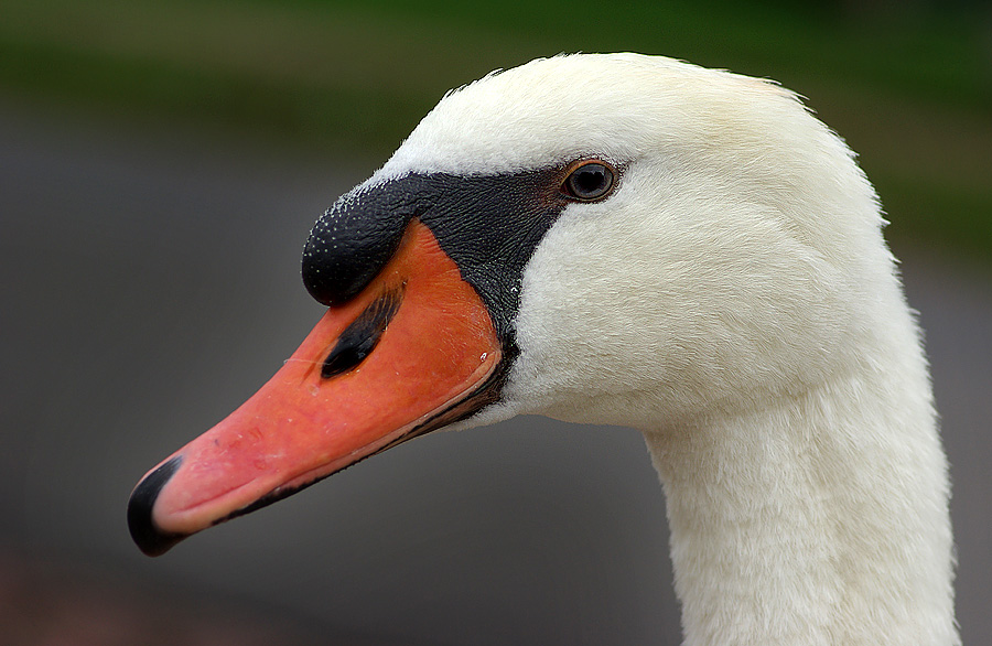 Mein lieber Schwan ...