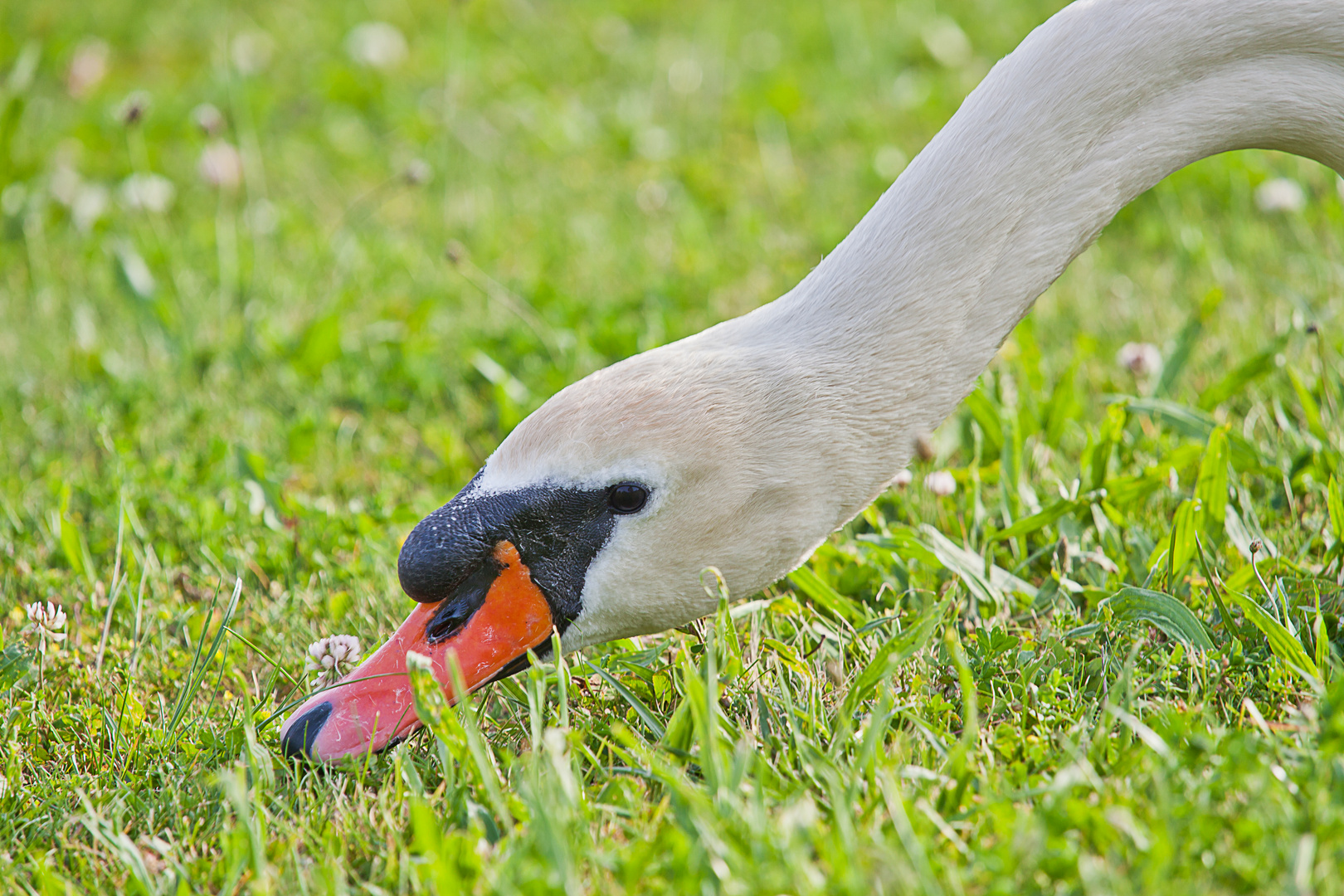 Mein lieber Schwan