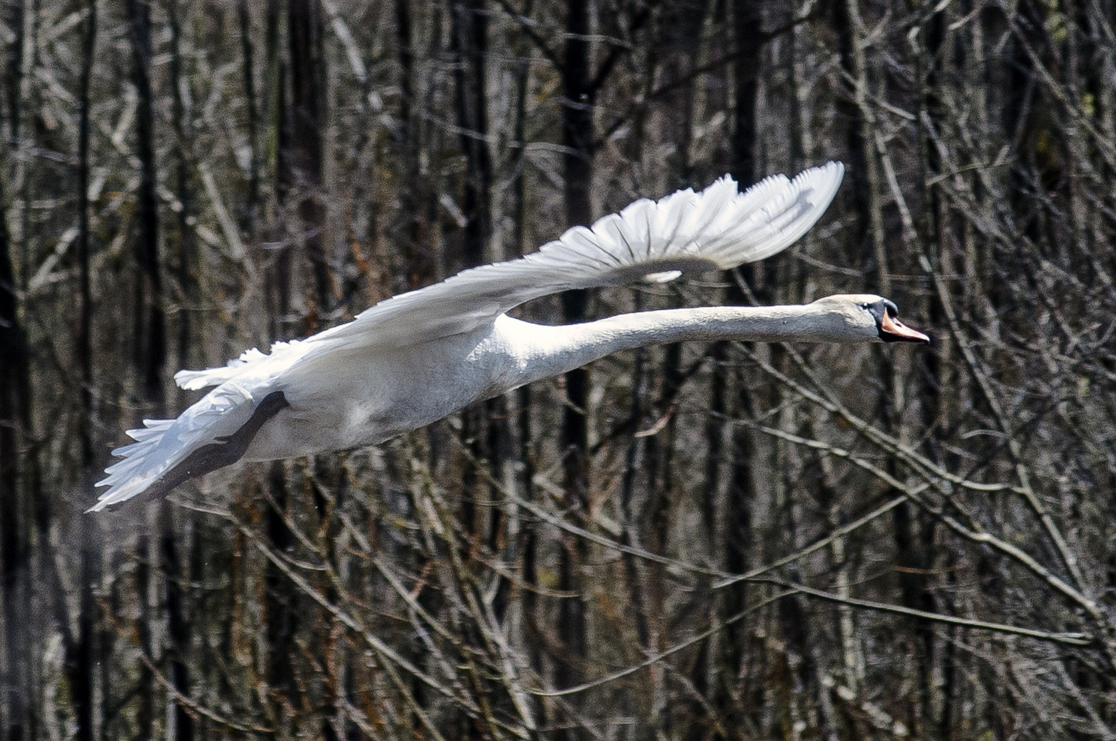 Mein lieber Schwan, der geht ab!