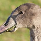 Mein lieber Schwan, Du hast aber den Schnabel voll!