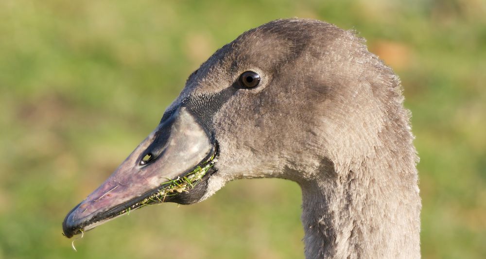 Mein lieber Schwan, Du hast aber den Schnabel voll!