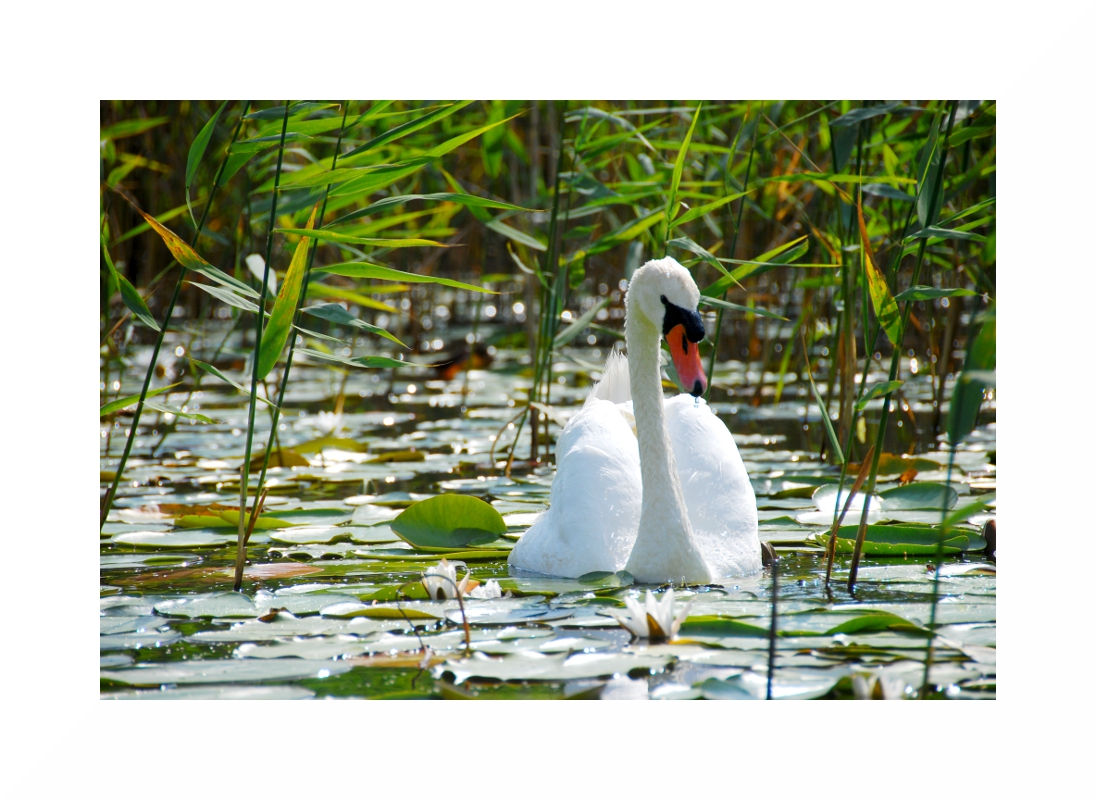 Mein lieber Schwan