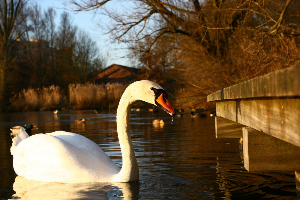 ...mein lieber Schwan...