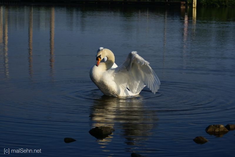 mein lieber Schwan....