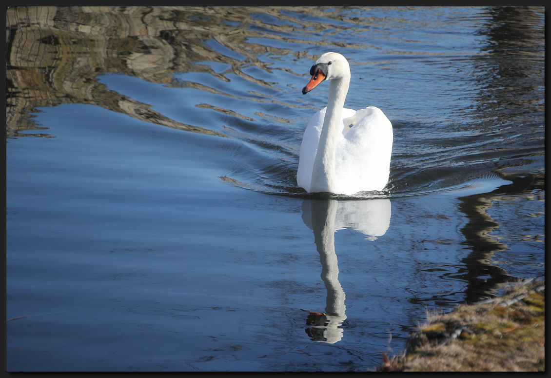 ...Mein lieber Schwan...