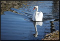 ...Mein lieber Schwan...