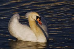 mein lieber Schwan...