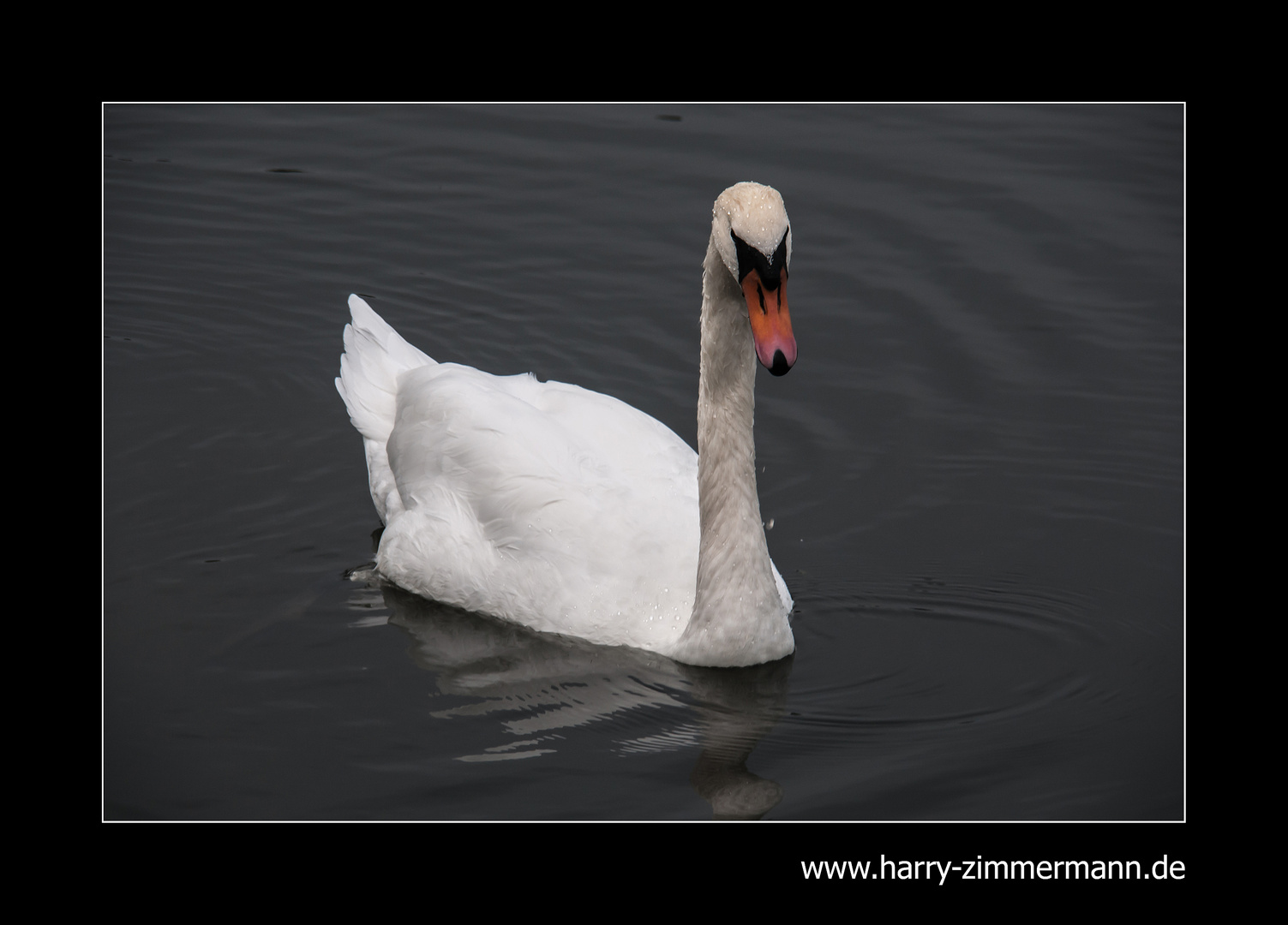 mein lieber Schwan