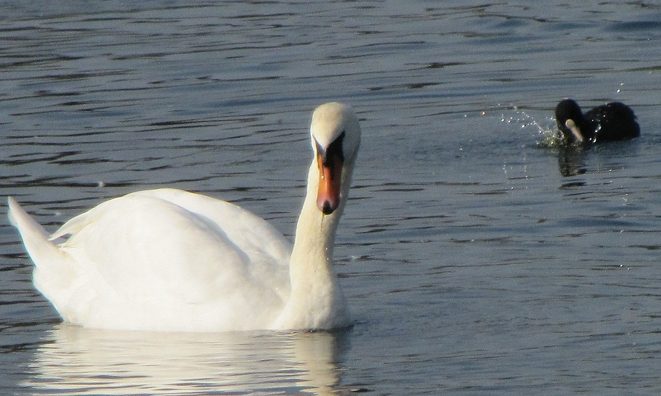 ...mein lieber Schwan...