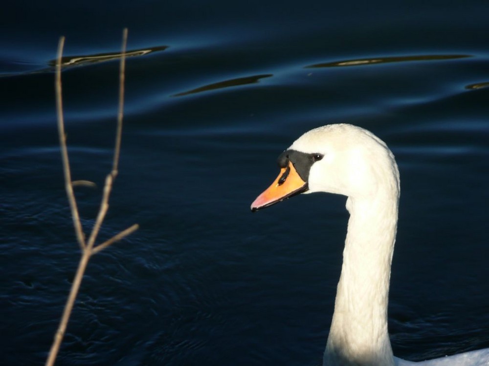 mein lieber Schwan