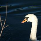 mein lieber Schwan