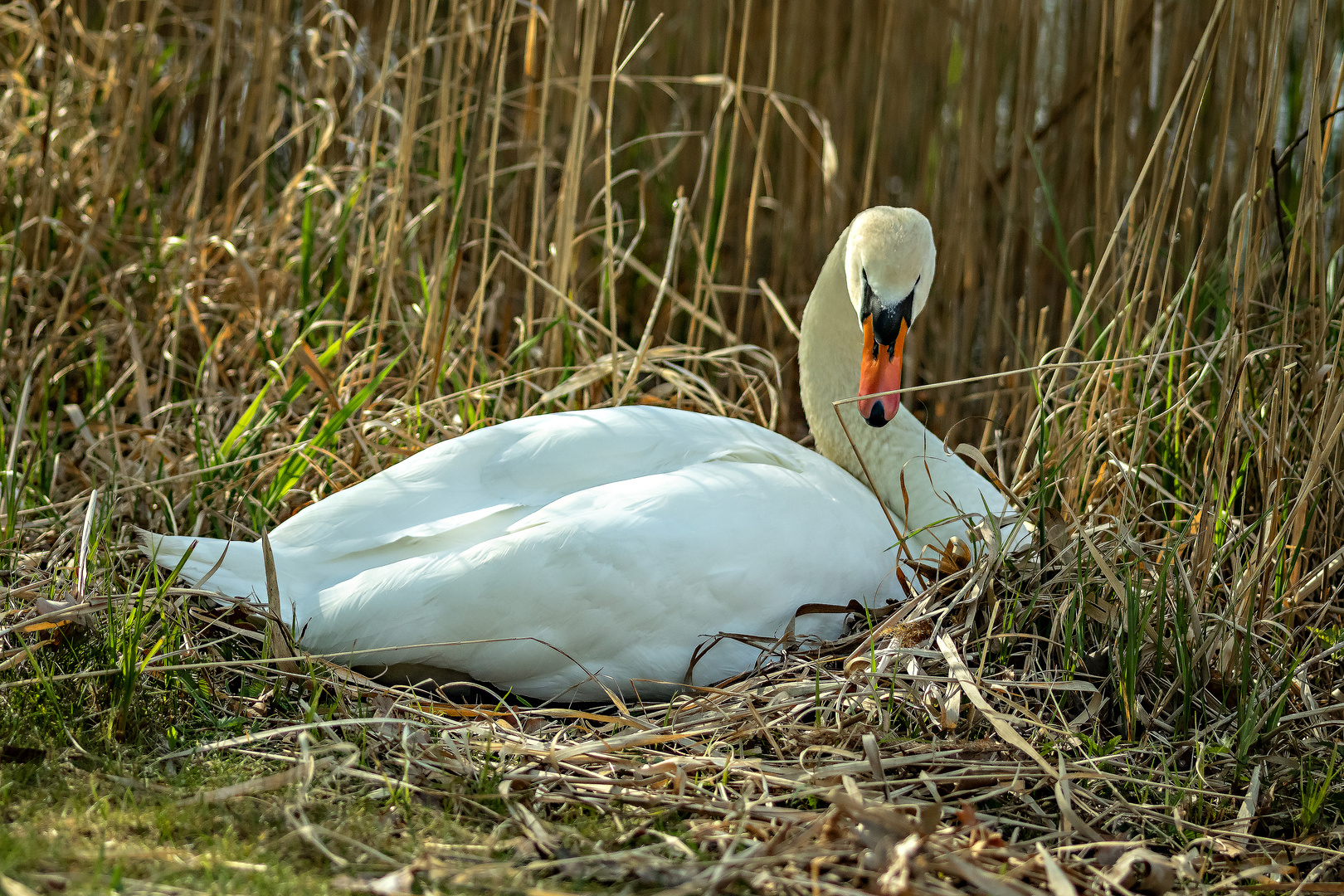 Mein lieber Schwan