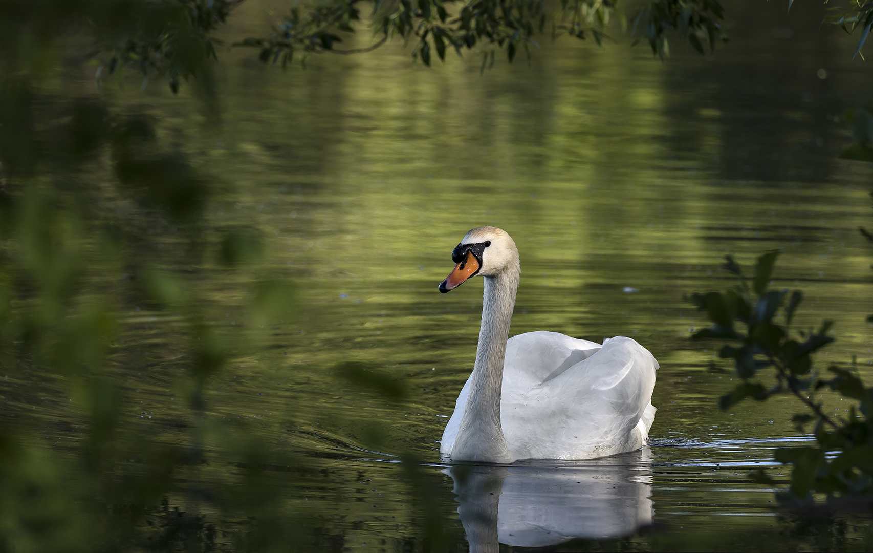 mein lieber Schwan