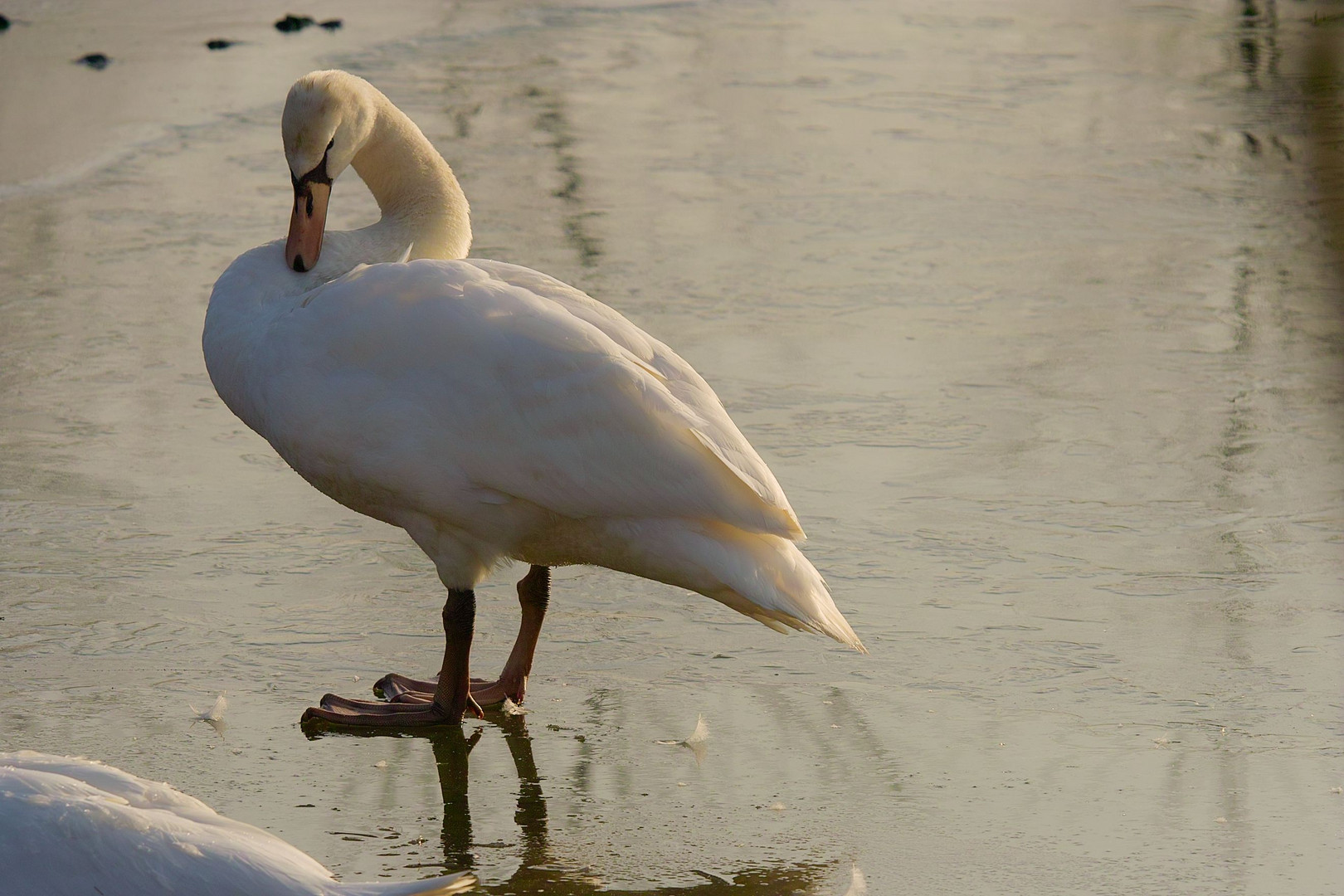 Mein lieber Schwan!