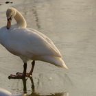 Mein lieber Schwan!