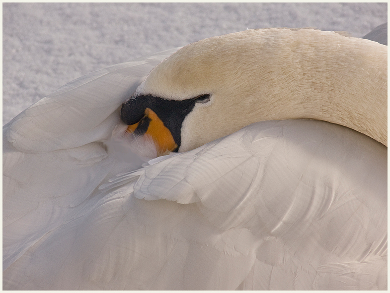 Mein lieber Schwan