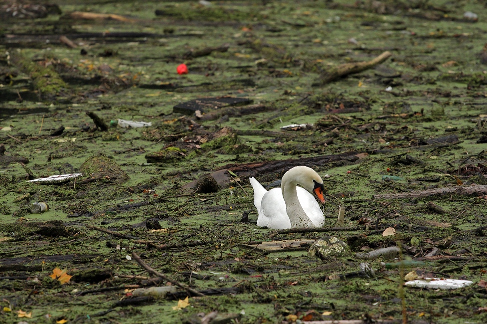 Mein lieber Schwan