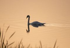 mein lieber Schwan