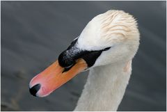 Mein lieber Schwan