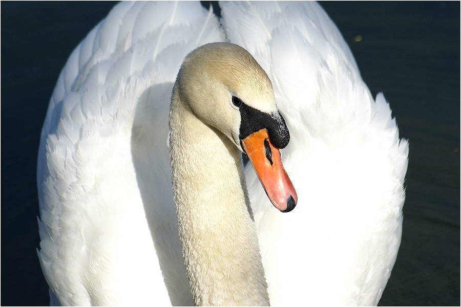 Mein lieber Schwan