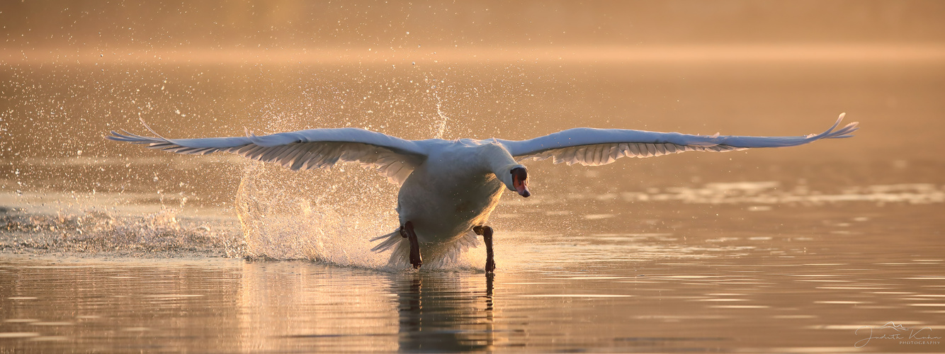 mein lieber Schwan...