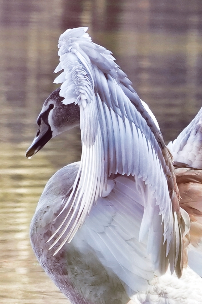 mein lieber Schwan