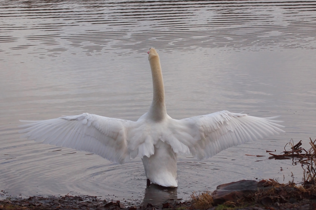 "Mein lieber Schwan"