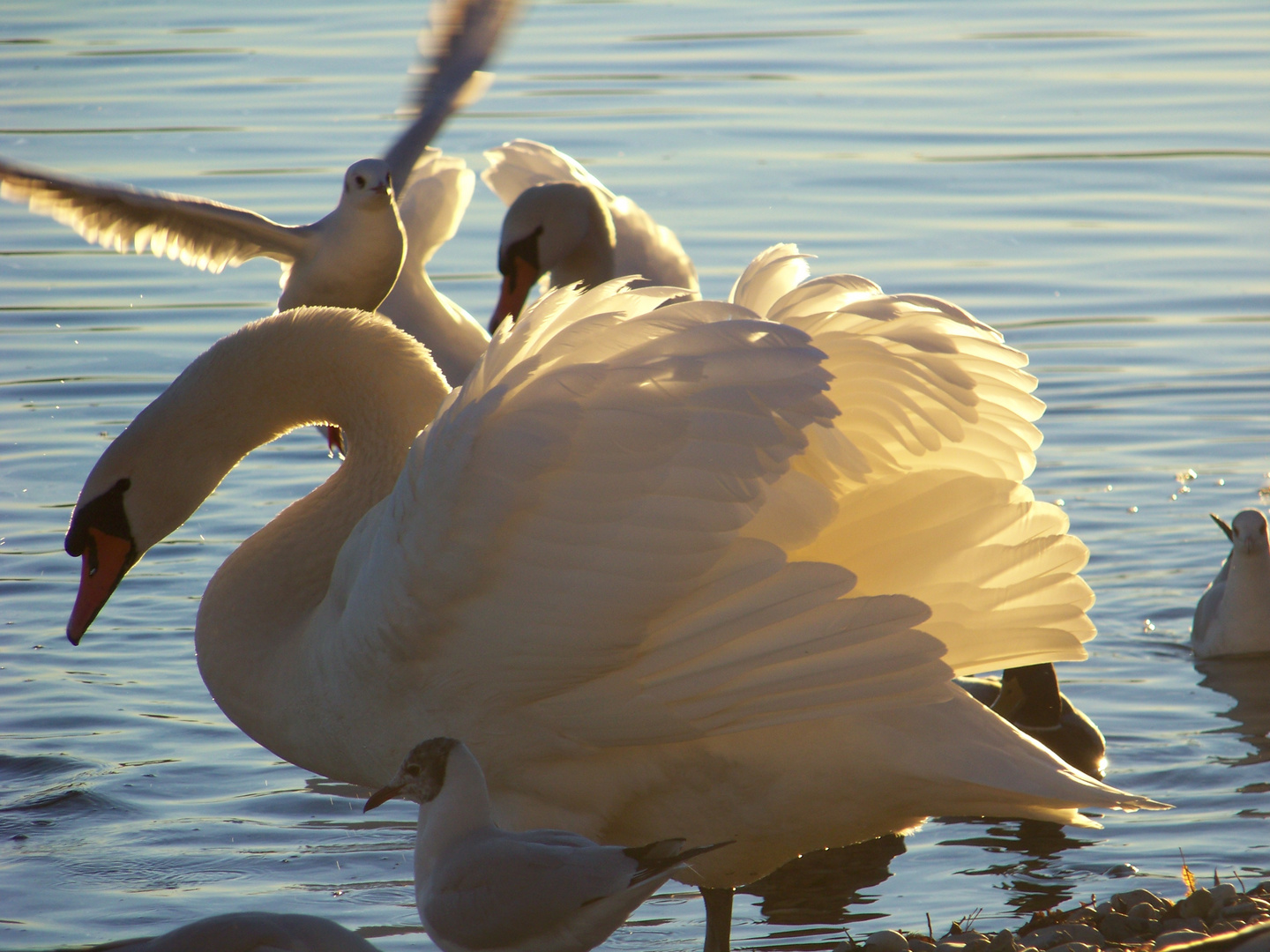 Mein lieber Schwan...