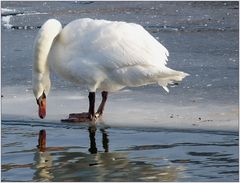 mein lieber schwan...