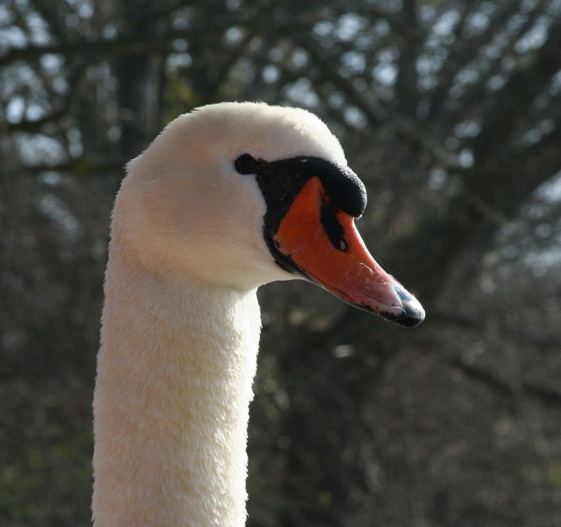 Mein lieber Schwan .....