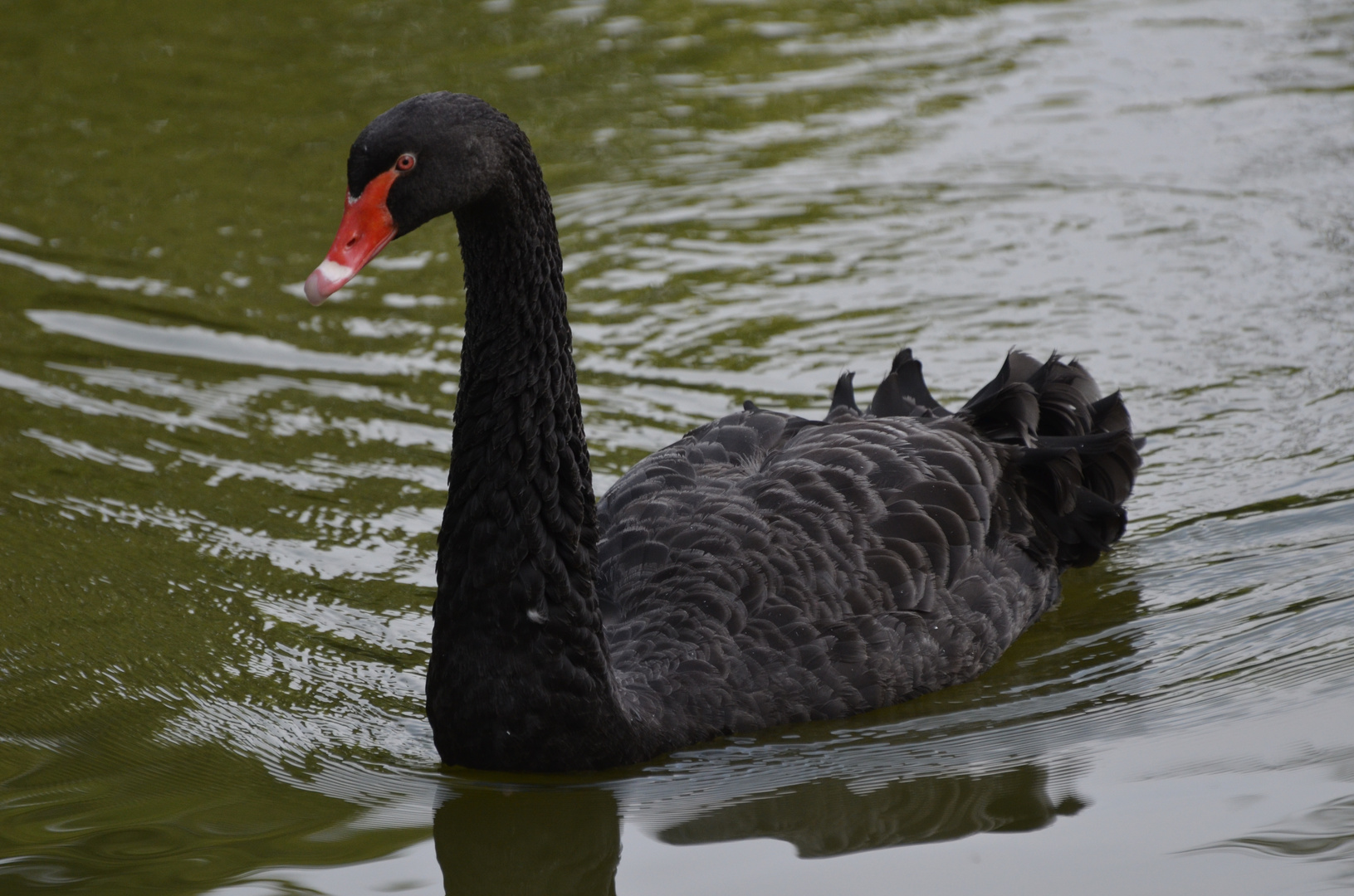 Mein lieber Schwan!