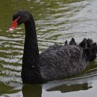 Mein lieber Schwan!