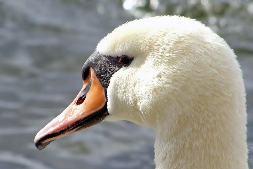 [Mein lieber Schwan - gaaanz nah]