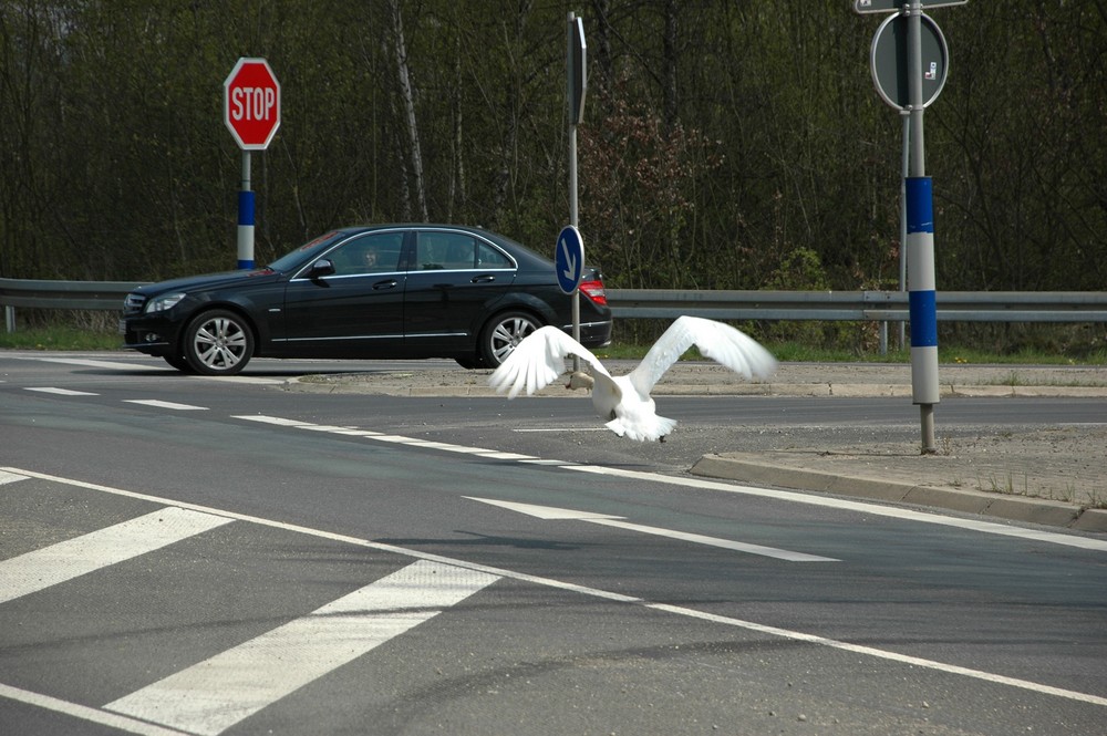 " Mein lieber Schwan" hatte hier Vorfahrt