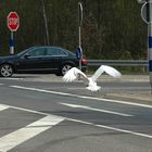 " Mein lieber Schwan" hatte hier Vorfahrt