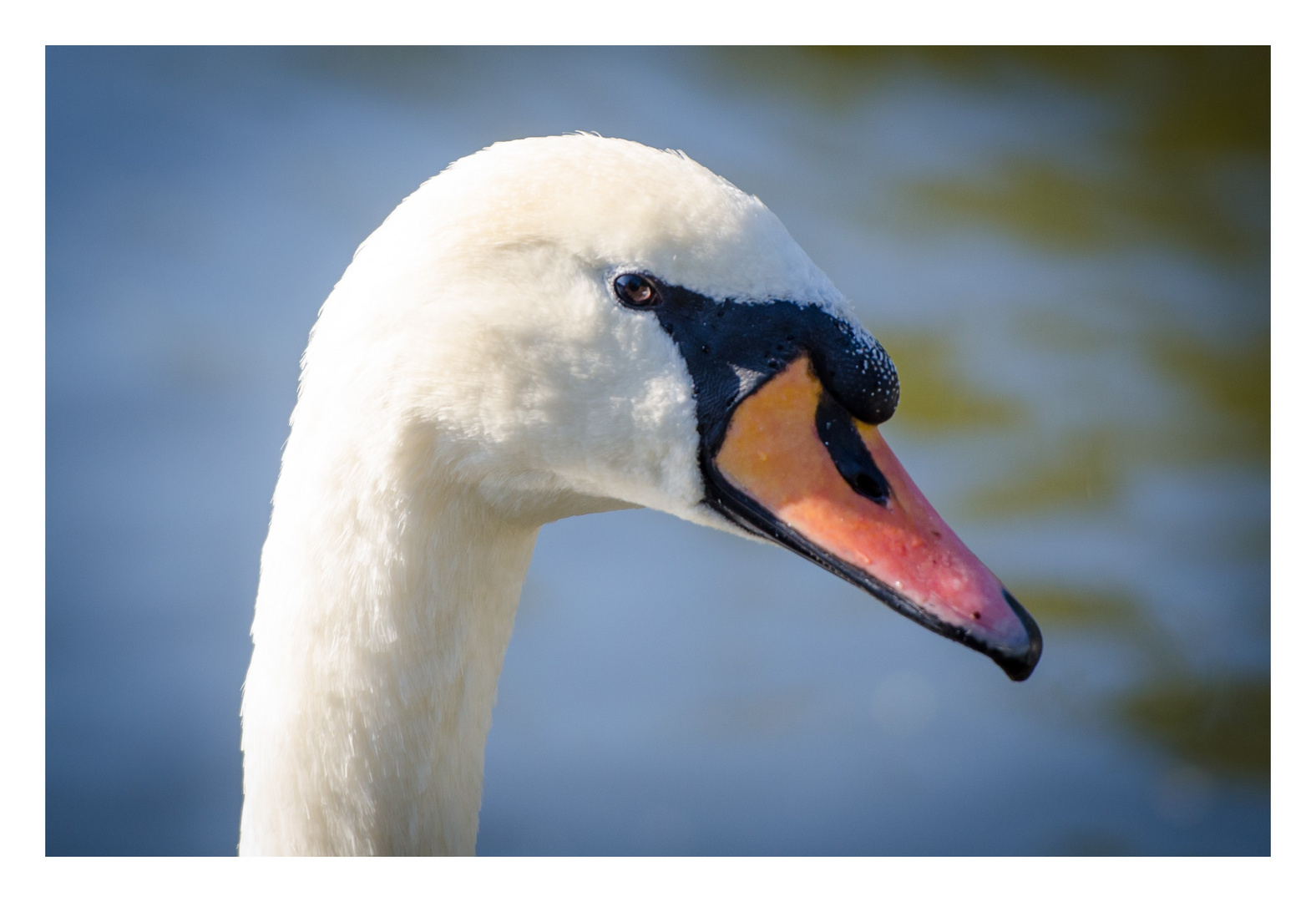 Mein lieber Schwan I