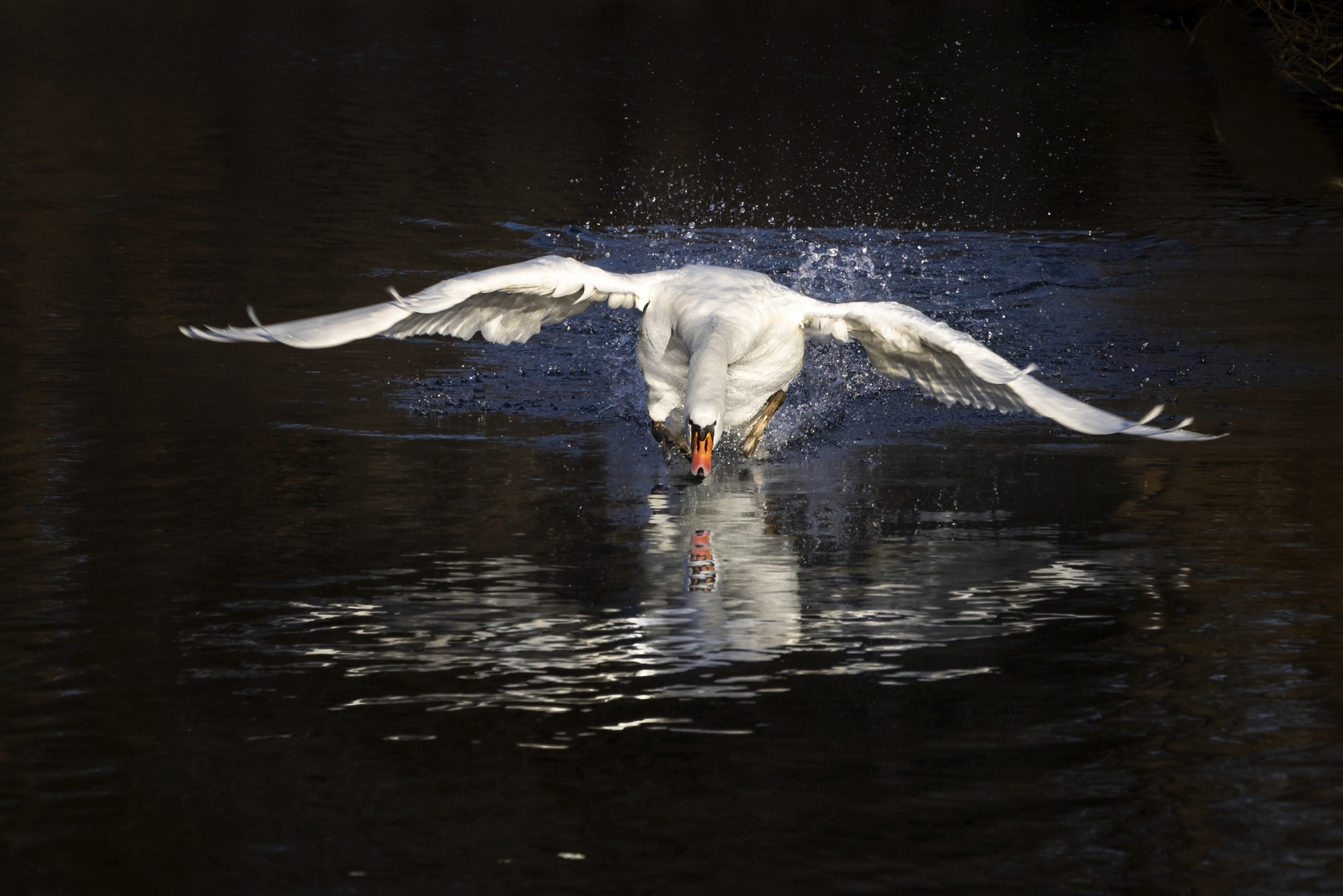 Mein lieber Schwan I