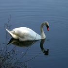 Mein lieber Schwan, ich…