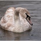 Mein lieber Schwan (Jungschwan)