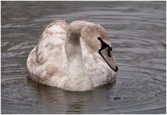 Mein lieber Schwan (Jungschwan)