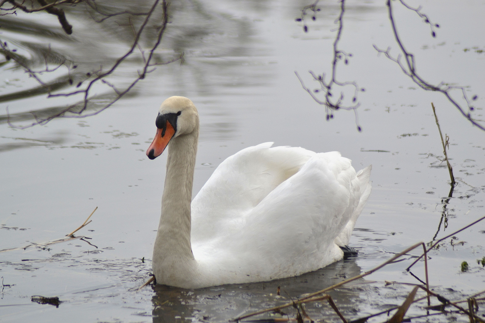 Mein lieber Schwan mein erster Schwan