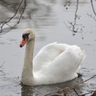 Mein lieber Schwan mein erster Schwan