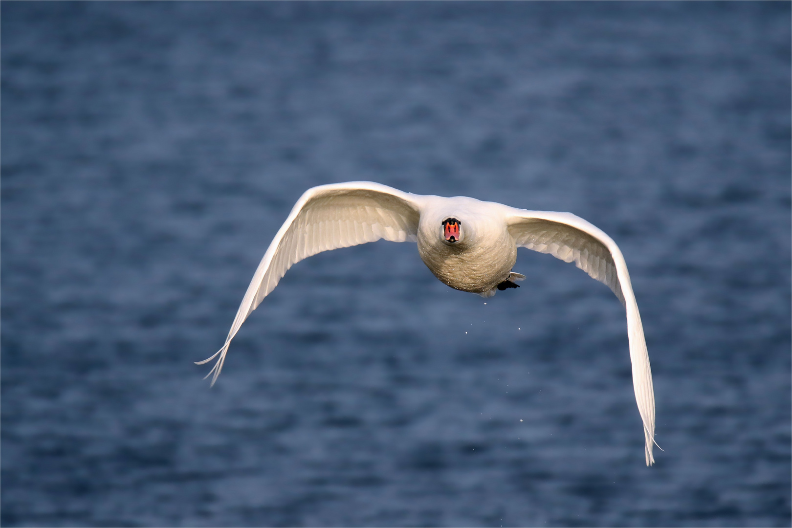 Mein lieber Schwan..... pass auf wo du lang fliegst