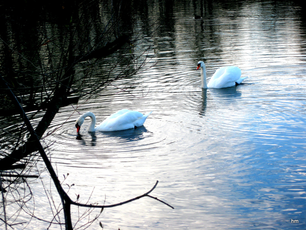 Mein lieber Schwan... (Schwäne im Delta des Alpenrheins)