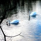 Mein lieber Schwan... (Schwäne im Delta des Alpenrheins)