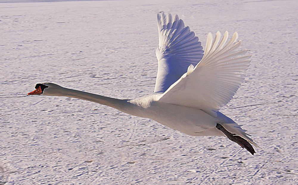 Mein lieber Schwan, schwerer Start