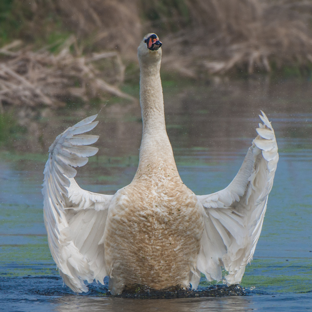 mein lieber Schwan ... stolzes Tier